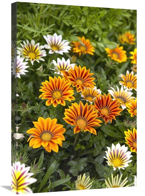 Global Gallery GCS-398327-2030-142 20 x 30 in. Gazania Flowers Art Pri