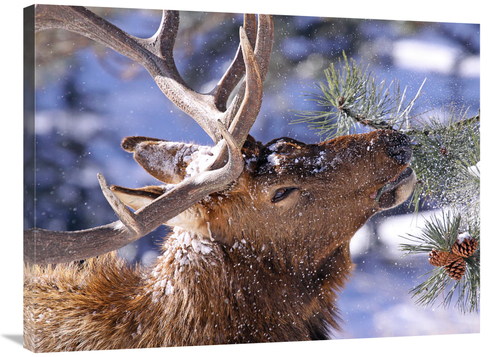 Global Gallery GCS-486504-36-142 36 in. Winter Feeding Art Print - Vic