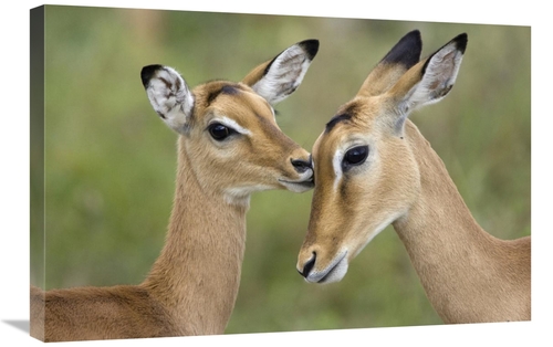 Global Gallery GCS-395827-2030-142 20 x 30 in. Impala Fawn Grooming Mo