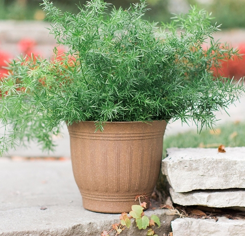 Bloem CLN08-43 8 in. Colonnade Wood Resin Planter, Dark Earth