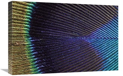 Global Gallery GCS-398001-1624-142 16 x 24 in. Peacock Feather Art Pri