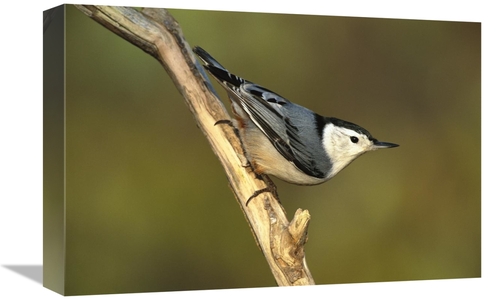 Global Gallery GCS-453278-1218-142 12 x 18 in. White-Breasted Nuthatch