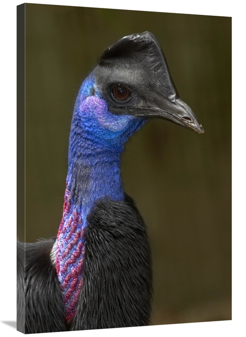 Global Gallery GCS-450900-2436-142 24 x 36 in. Dwarf Cassowary Portrai