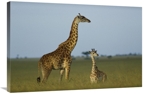 Global Gallery GCS-452188-2436-142 24 x 36 in. Giraffe Adult & Foal on