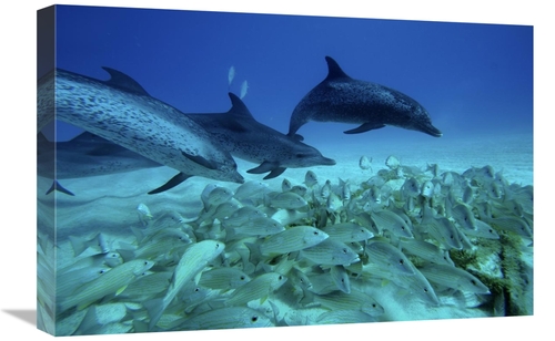 Global Gallery GCS-397734-1624-142 16 x 24 in. Atlantic Spotted Dolphi