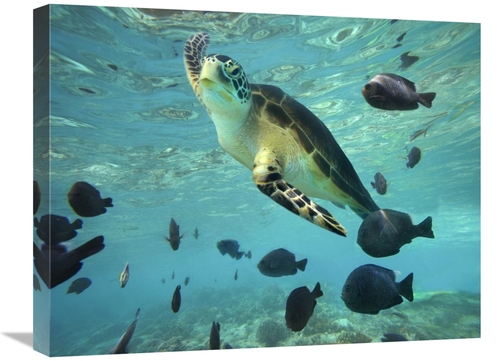 Global Gallery GCS-396255-1824-142 18 x 24 in. Green Sea Turtle, B