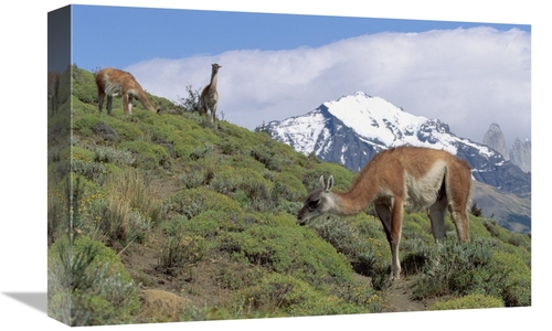 Global Gallery GCS-452313-1218-142 12 x 18 in. Guanaco Herd Grazing on