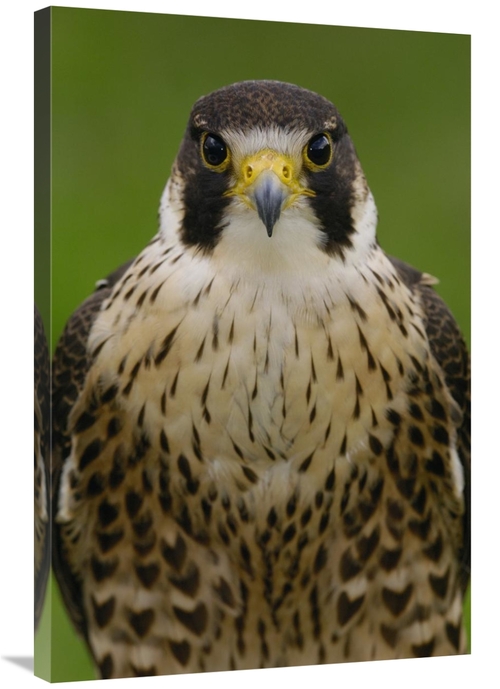 Global Gallery GCS-453104-2436-142 24 x 36 in. Peregrine Falcon Portra