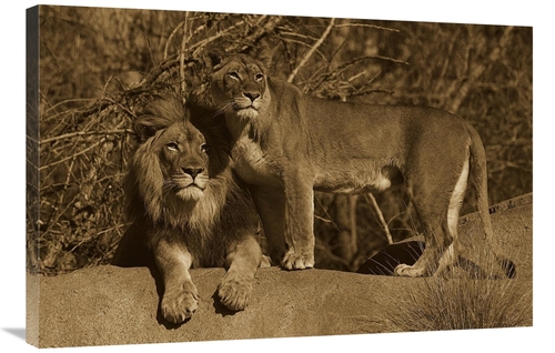 Global Gallery GCS-453668-2436-142 24 x 36 in. African Lion Male & Afr