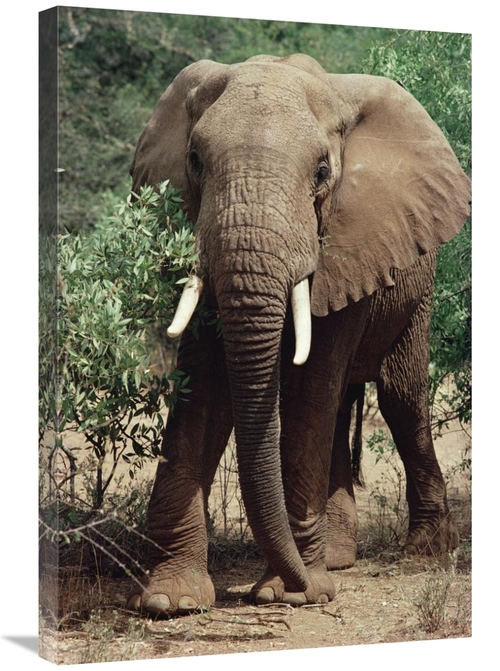 Global Gallery GCS-452752-2030-142 20 x 30 in. African Elephant Eating