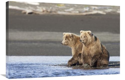 Global Gallery GCS-395437-2436-142 24 x 36 in. Grizzly Bear Yearlings 