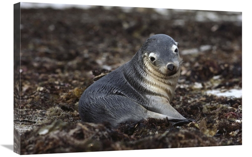Global Gallery GCS-452993-2030-142 20 x 30 in. Australian Sea Lion Pup