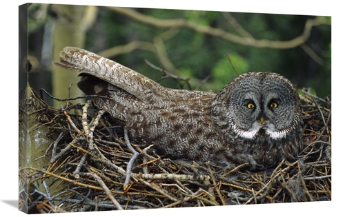 Global Gallery GCS-451923-2030-142 20 x 30 in. Great Gray Owl Incubati