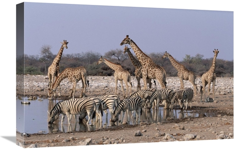 Global Gallery GCS-397243-1624-142 16 x 24 in. Burchells Zebra & Giraf