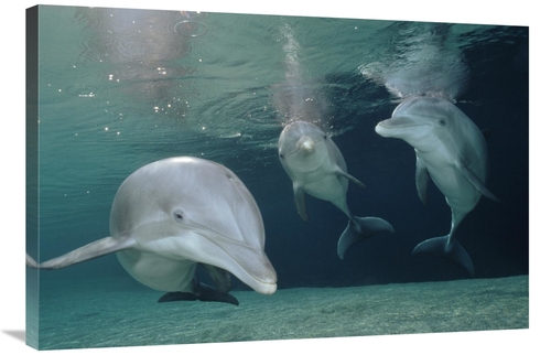 24 x 36 in. Bottlenose Dolphin Underwater Trio, Hawaii, Captiv