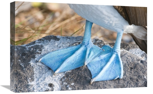 Global Gallery GCS-397352-1624-142 16 x 24 in. Blue-Footed Booby Feet&