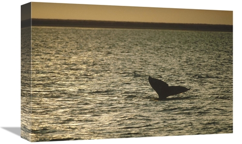Global Gallery GCS-450589-1218-142 12 x 18 in. Gray Whale Tail At Suns