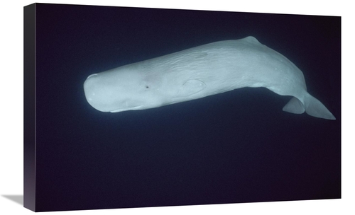 Global Gallery GCS-453552-1624-142 16 x 24 in. Sperm Whale White Morph