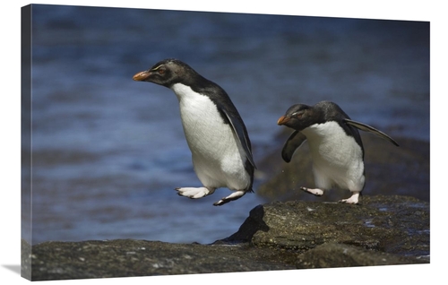 Global Gallery GCS-395850-2436-142 24 x 36 in. Rockhopper Penguin Hopp