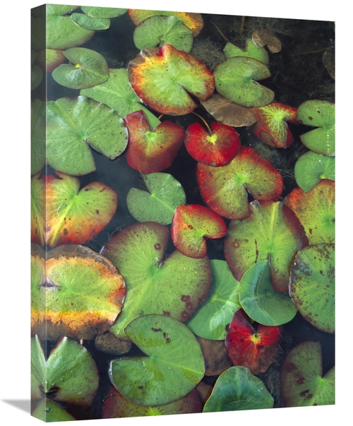Global Gallery GCS-452064-1824-142 18 x 24 in. Yellow Pond Lily Floati