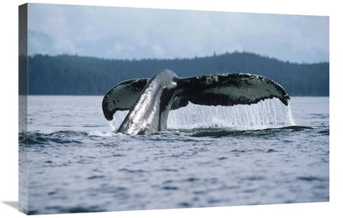 Global Gallery GCS-450582-2030-142 20 x 30 in. Humpback Whale Tail&#44