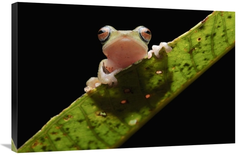 Global Gallery GCS-397545-2436-142 24 x 36 in. Masked Treefrog, Sa