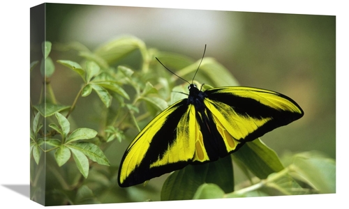 Global Gallery GCS-452344-1218-142 12 x 18 in. Goliath Birdwing Butter