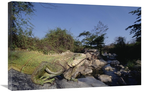 Global Gallery GCS-451525-2030-142 20 x 30 in. Green Iguana Northern A