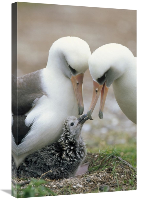 Global Gallery GCS-451416-2030-142 20 x 30 in. Laysan Albatross Parent