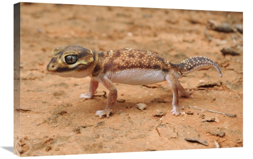 Global Gallery GCS-397569-2030-142 20 x 30 in. Knob-Tailed Gecko in De
