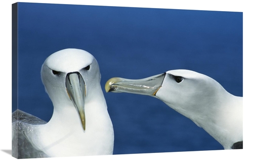 Global Gallery GCS-451595-2436-142 24 x 36 in. White-Capped Albatrosse