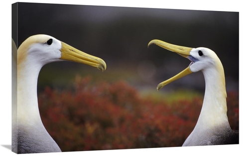 Global Gallery GCS-395588-2436-142 24 x 36 in. Waved Albatross Courtsh