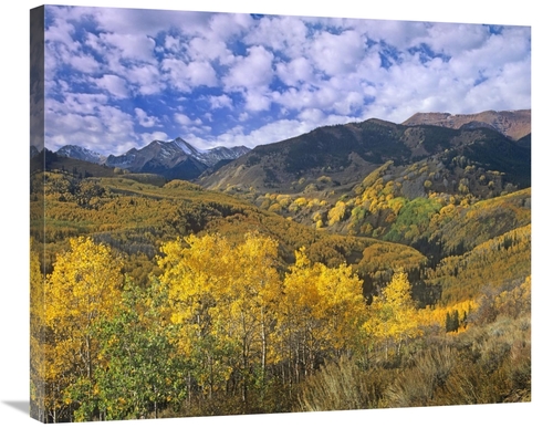 Global Gallery GCS-396006-30-142 30 in. Quaking Aspen in Autumn, C