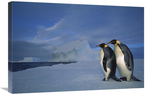 Global Gallery GCS-451730-2030-142 20 x 30 in. Emperor Penguin Pair on