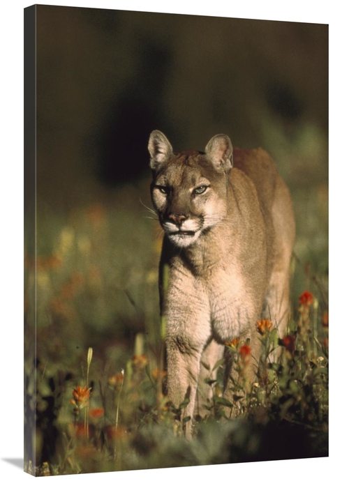 Global Gallery GCS-397083-2436-142 24 x 36 in. Mountain Lion or Cougar