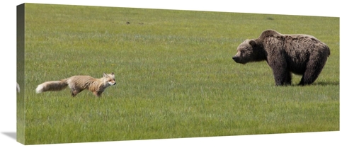 Global Gallery GCS-395462-36-142 36 in. Red Fox & Grizzly Bear on Sedg