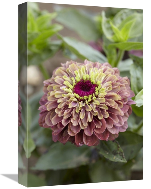Global Gallery GCS-398398-1218-142 12 x 18 in. Elegant Zinnia Queen Re