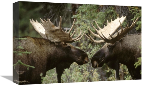 Global Gallery GCS-451877-1218-142 12 x 18 in. Alaska Moose Males Conf