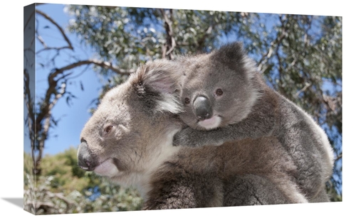 Global Gallery GCS-395633-1624-142 16 x 24 in. Koala Mother Carrying Y