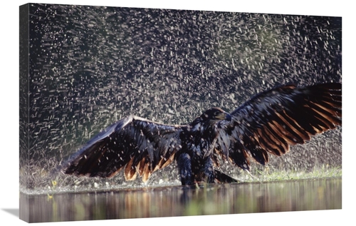 Global Gallery GCS-396616-2030-142 20 x 30 in. Bald Eagle Juvenile Bat