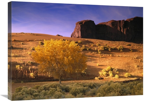 Global Gallery GCS-396875-2432-142 24 x 32 in. Cottonwood Tree & Coyot