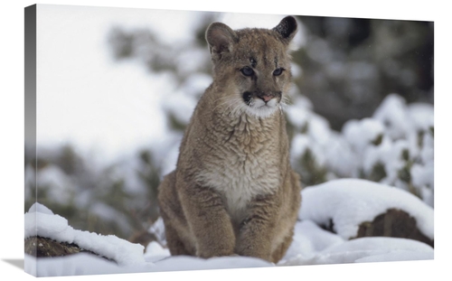 Global Gallery GCS-451958-2030-142 20 x 30 in. Mountain Lion Juvenile 