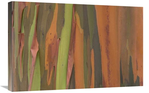 Global Gallery GCS-395292-2030-142 20 x 30 in. Gum Tree Bark Detail&#4