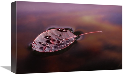 12 x 18 in. European Smoketree Leaf Floating with Sunset Reflections&#