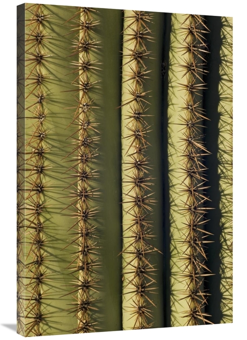 Global Gallery GCS-395322-2436-142 24 x 36 in. Saguaro Cactus Spines&#
