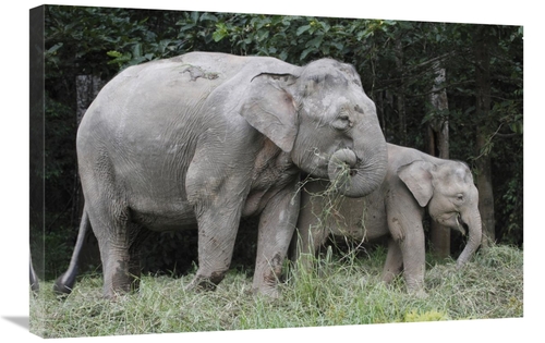 Global Gallery GCS-397723-2030-142 20 x 30 in. Asian Elephant Mother &