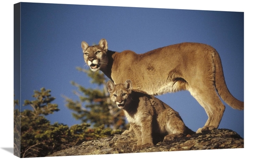 Global Gallery GCS-396867-2030-142 20 x 30 in. Mountain Lion or Cougar