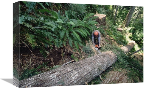 Global Gallery GCS-395772-1218-142 12 x 18 in. Loggers Clear Cutting T