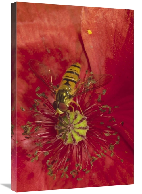 Global Gallery GCS-452279-2030-142 20 x 30 in. Marmalade Hover Fly Col