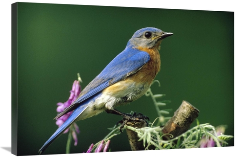 Global Gallery GCS-396249-2436-142 24 x 36 in. Eastern Bluebird Male P